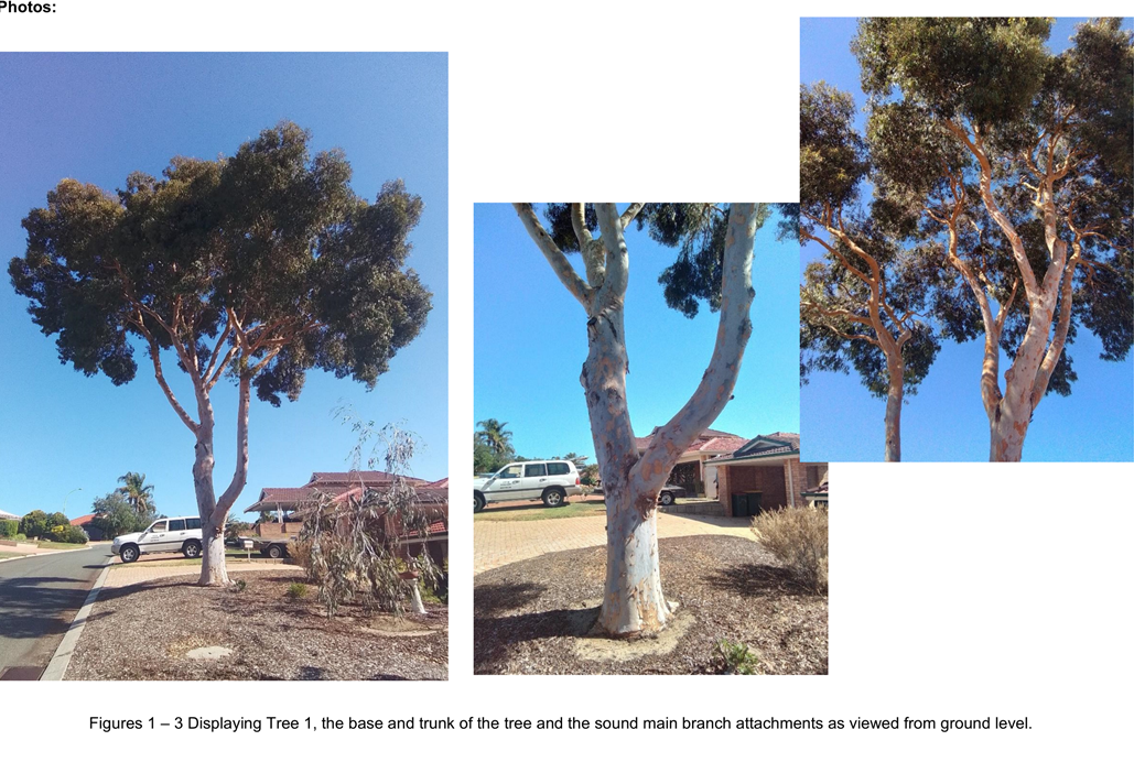A tree with white bark

Description automatically generated with medium confidence