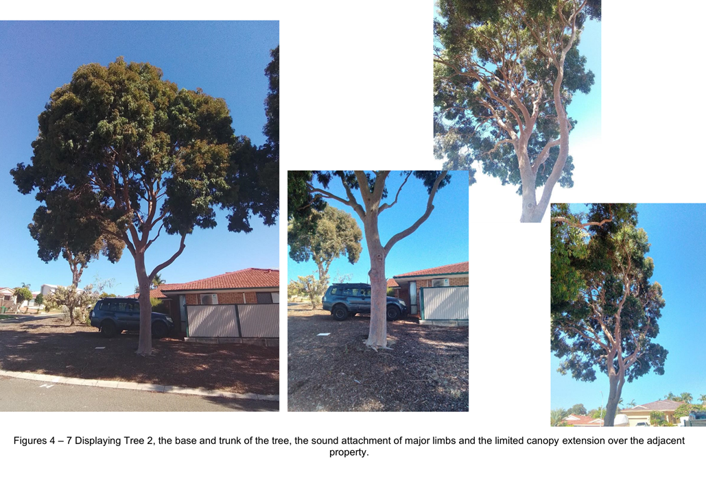 A tree in a driveway

Description automatically generated with medium confidence