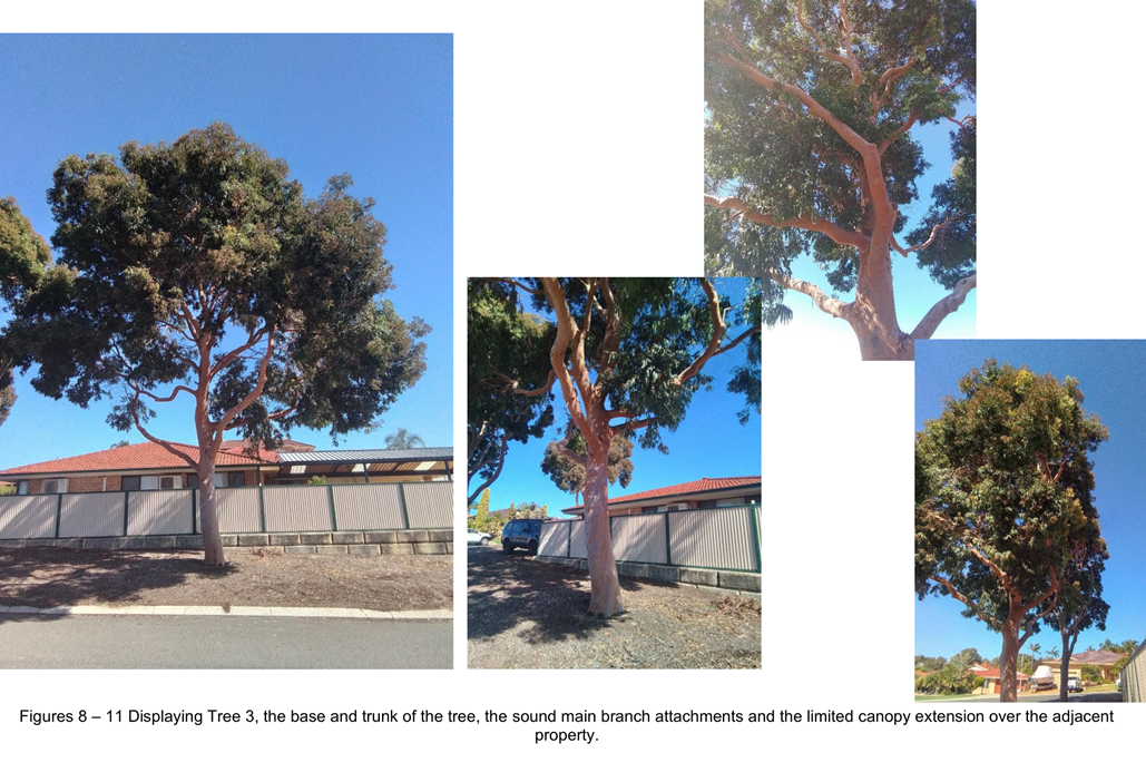 A tree in a yard

Description automatically generated with medium confidence