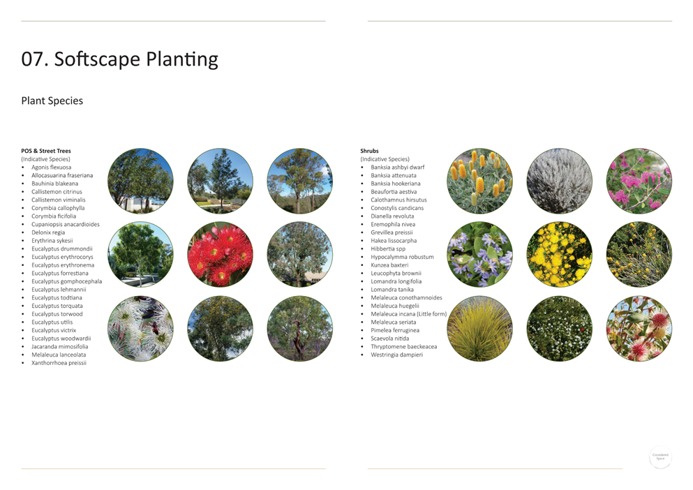 A close-up of a landscape planting

Description automatically generated