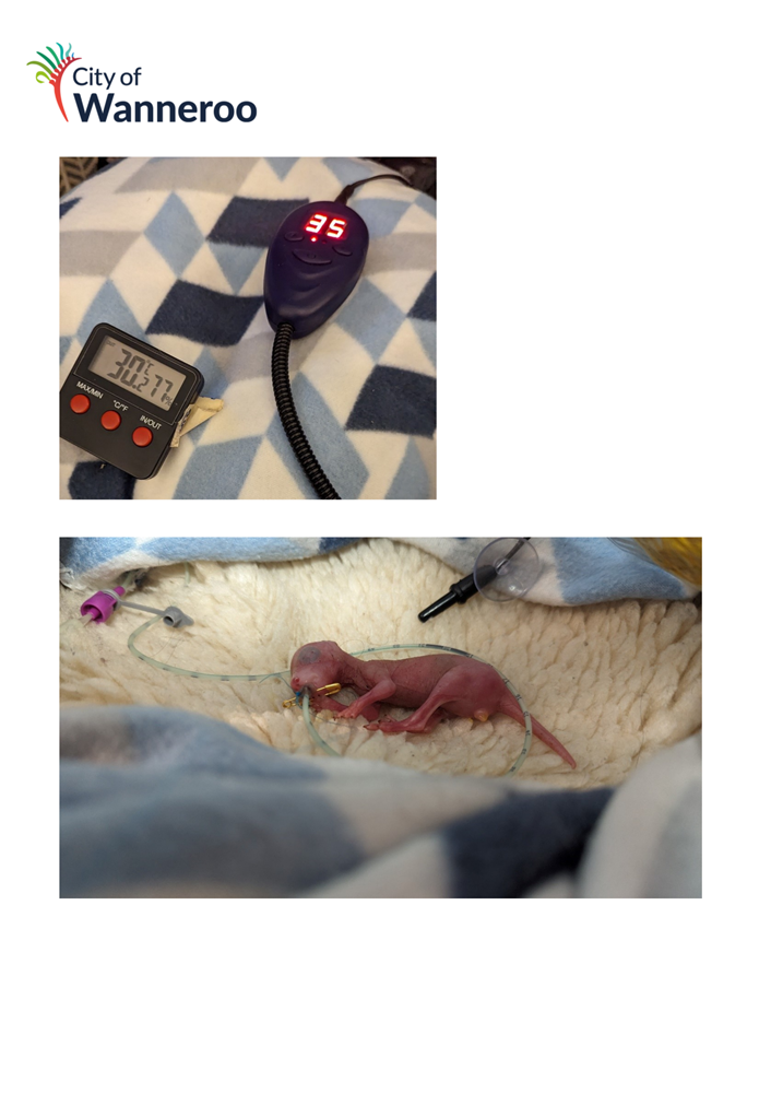 A baby mouse in a blanket

Description automatically generated